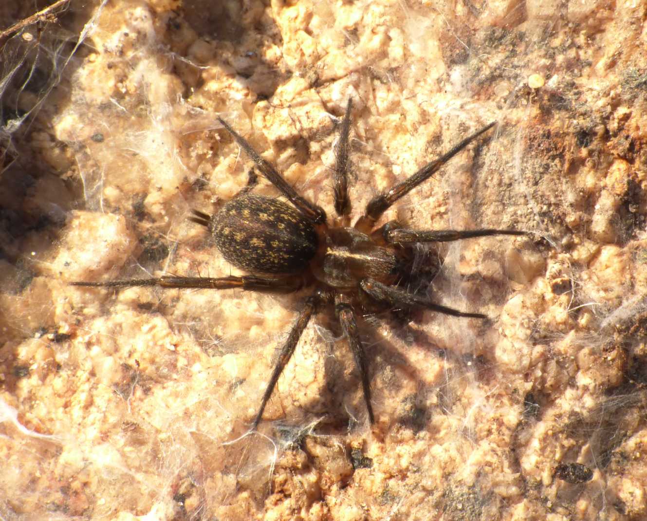 Lycosoides coarctata